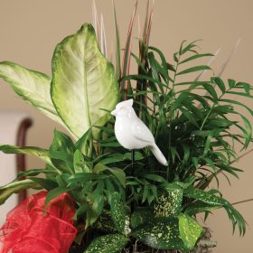 Cardinal Plant Pick