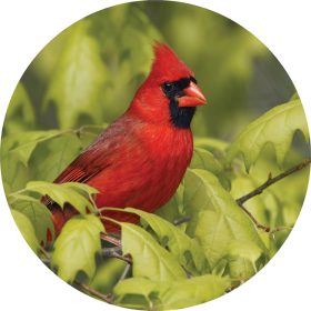 "Cardinal Branch" Round Car Coaster - Packaged