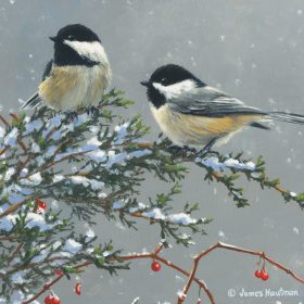 "Chickadee On Pine" Square House Coaster - Bulk